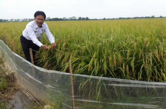 Menteri Pertanian Luncurkan Padi Tipe Khusus Di Bb Padi