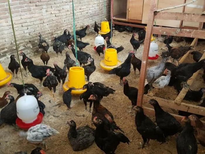 Tangkap Peluang Bisnis, Mahasiswa Polbangtan Gowa Tekuni Budidaya Ayam Joper