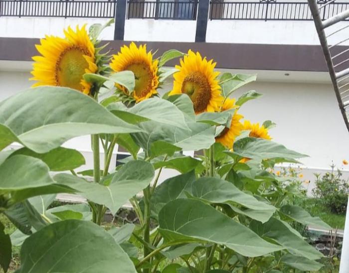 Koleksi Bunga Matahari Sebagai Salah Satu Sumber Oksigen Di Bbpp Ketindan